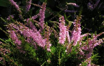 Calluna vulgaris 'Mrs. Ronald Grey'