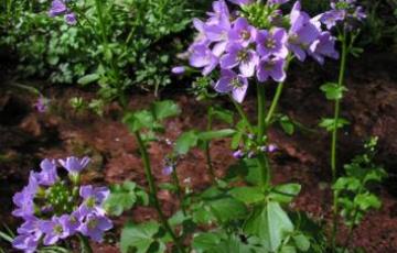 Cardamine raphanifolia