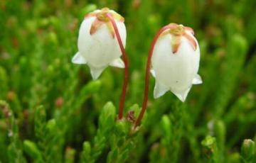 Cassiope mertensiana