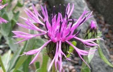 Centaurea epirota