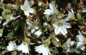 Cerastium alpinum