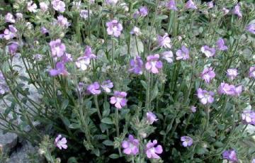 Chaenorrhinum origanifolium