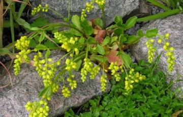 Chiastophyllum oppositifolium