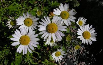 Chrysanthemum weyrichii 'White Bomb'