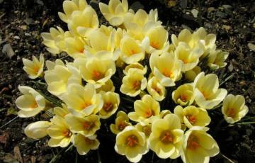 Crocus chrysanthus 'Cream Beauty'