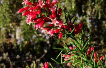 Colletia hystrix