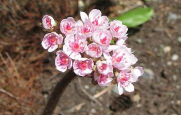 Darmera peltata