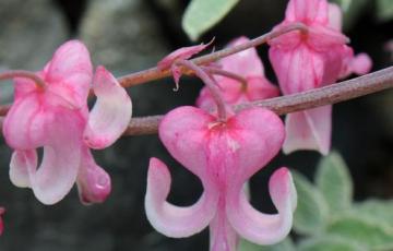 Dicentra pelegrina