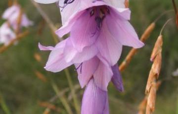 Dierama robustum