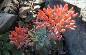 Dudleya cymosa