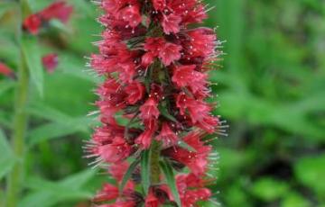 Echium amoenum