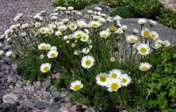 Erigeron compositus