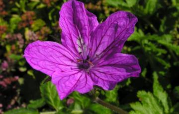 Erodium manescavii