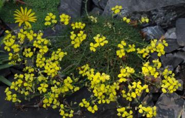 Erysimum caricum