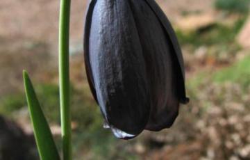 Fritillaria caucasica