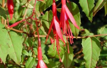 Fuchsia magellanica