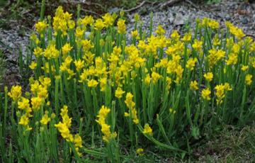 Genista sagitalis