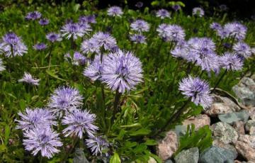 Globularia nudicaulis