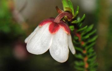 Harrimanella stelleriana