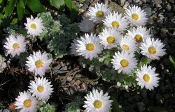 Helichrysum milfordiae