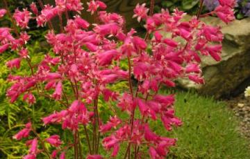 Heuchera 'Canyon Melody'