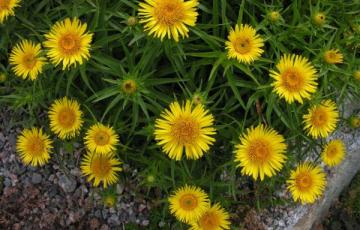 Inula ensifolia 'Compacta'