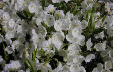 Kalmia polifolia 'Leucantha'