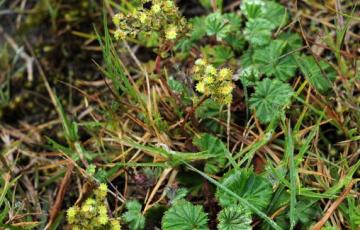 Lachemilla orbiculata