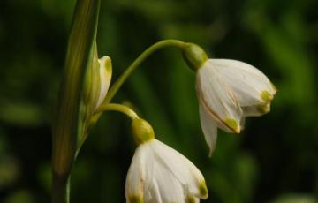 Leucojum vernum