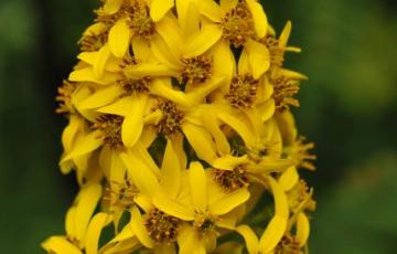 Ligularia alpigena