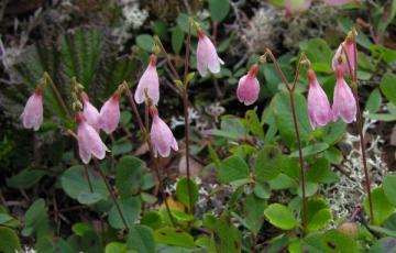 Linnaea borealis