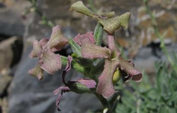 Matthiola trojana