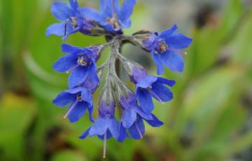 Mertensia primuloides