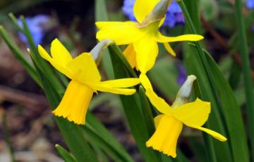 Narcissus 'February Gold'