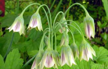 Nectaroscordum siculum