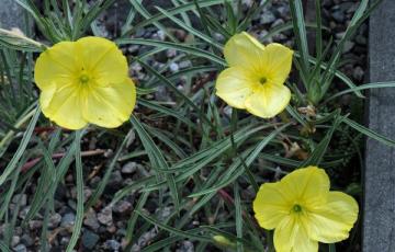 Oenothera fremontii