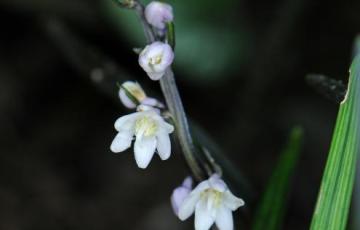 Ophiopogon planiscapus 'Nigrescens'
