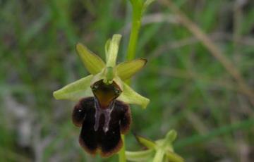 Ophrys sphegodes