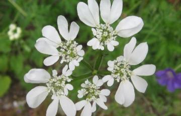 Orlaya grandiflora