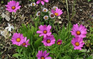 Osteospermum barberiae var. compactum