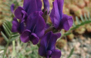 Oxytropis megalantha