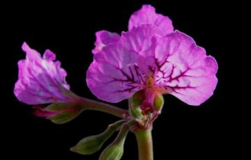 Pelargonium endlicherianum