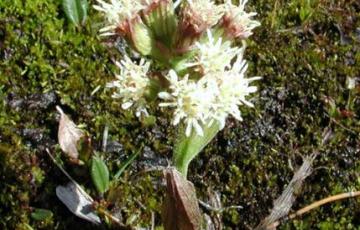 Petasites nivalis