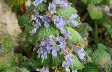 Phyllophyton complanatum