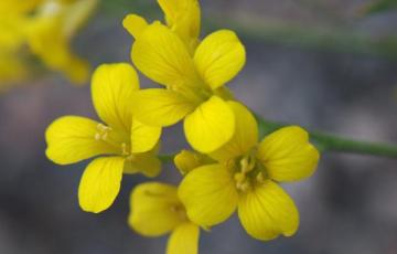 Physaria alpina