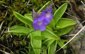 Pinguicula vulgaris