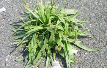 Plantago maritima