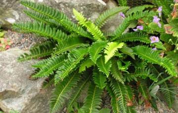 Polystichum lonchitus