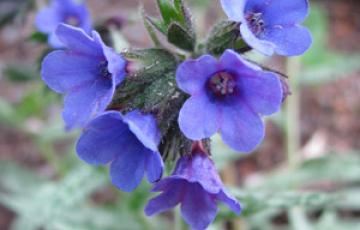 Pulmonaria longifolia 'Bertram Anderson'