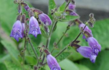 Salvia przewalskii